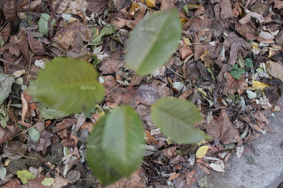 leaves in Autumn