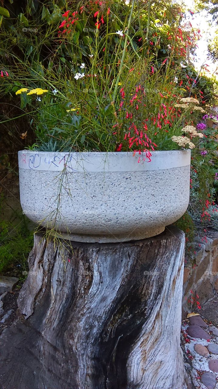 Variety of flora in a rustic planter located in the Zoro Garden, Balboa Park, San Diego, CA.