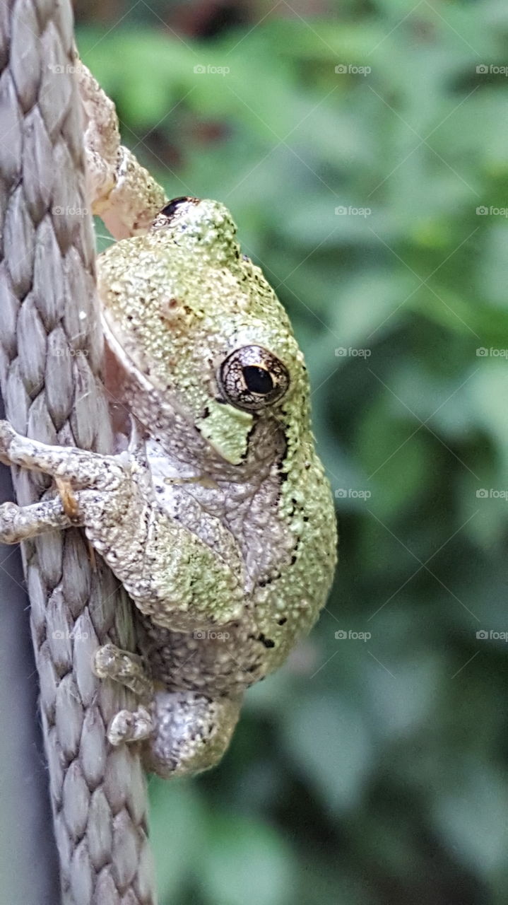 Tree Frog