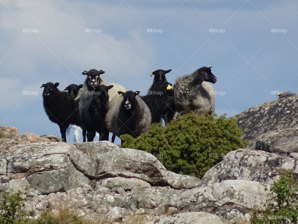 Sheeps at dunso, ronneby archipelago