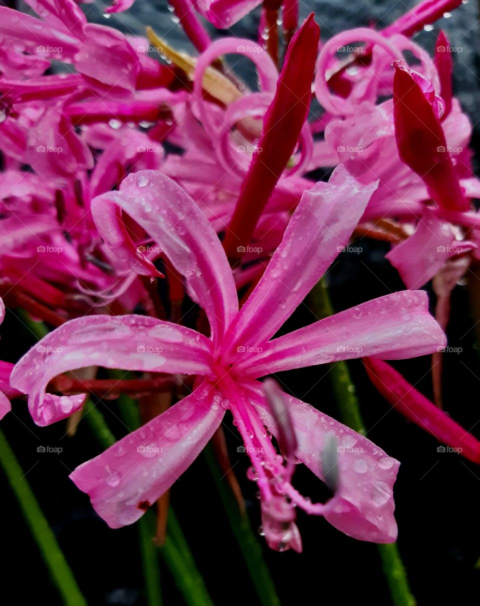 pink pond lilly from my beautiful garden.
