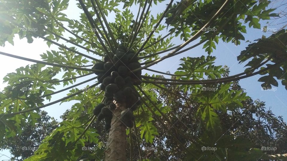 A beautiful scene of papaya tree in the garden.