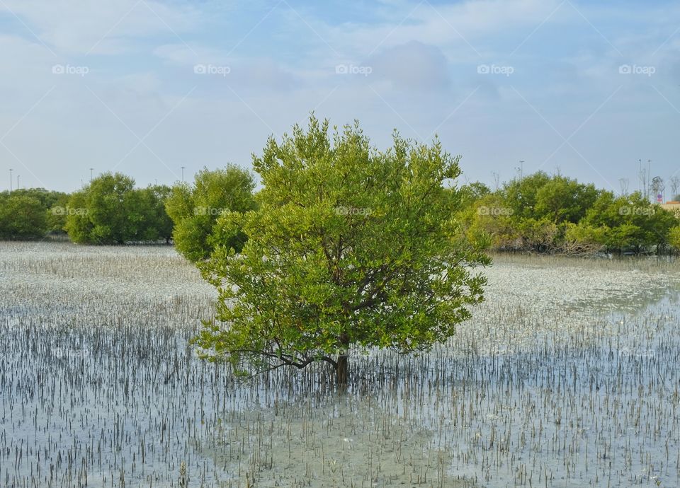Just saw this when I was roaming around at Mangrove Park in Jubail Island, AUH.