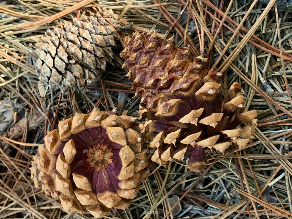 Close-Up Pine Cones & Needles