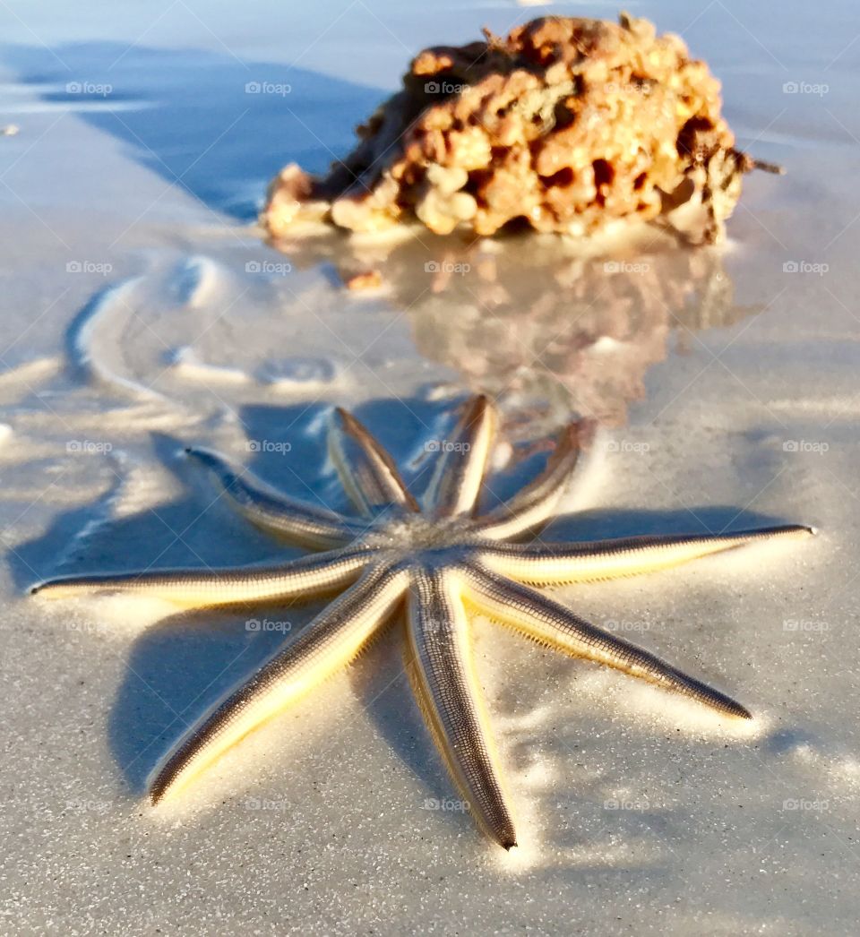 Beautiful starfish 
