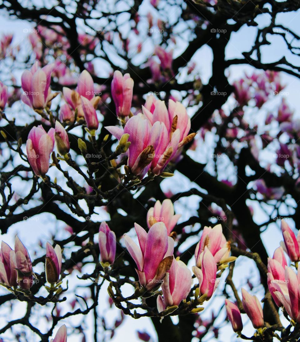 Magnolia
