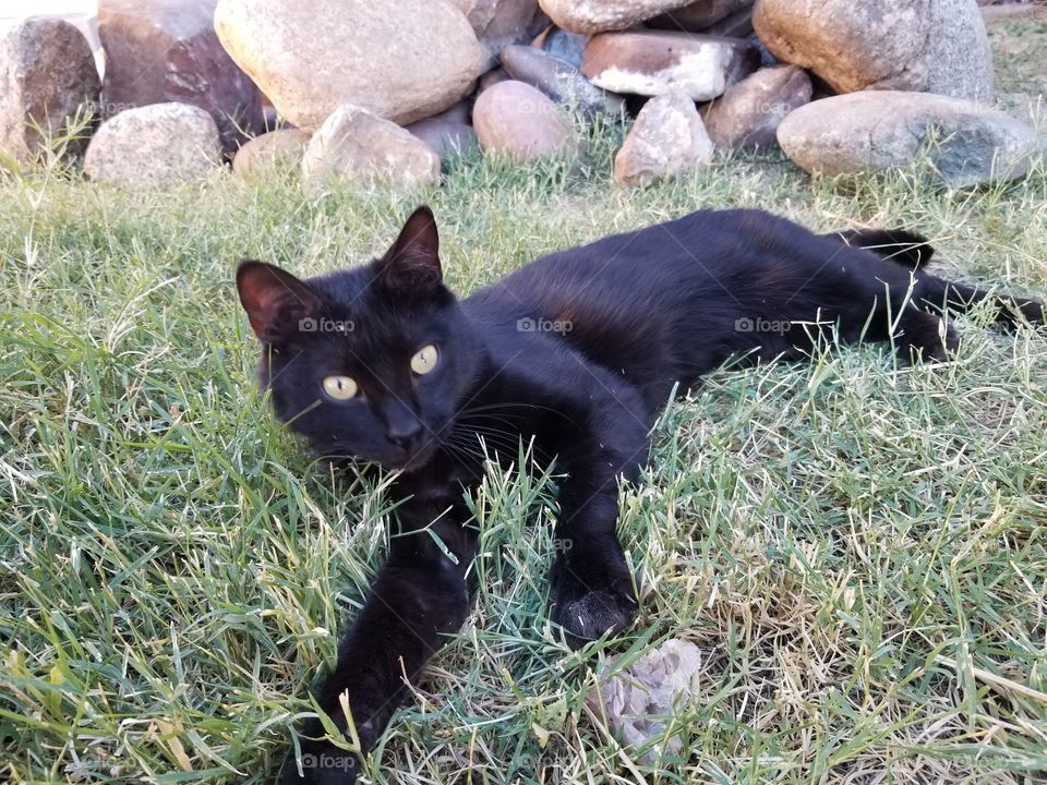 Black Cat Laying in Grass