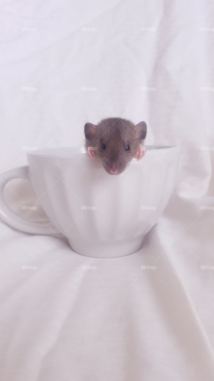 baby rat in a tea cup white background