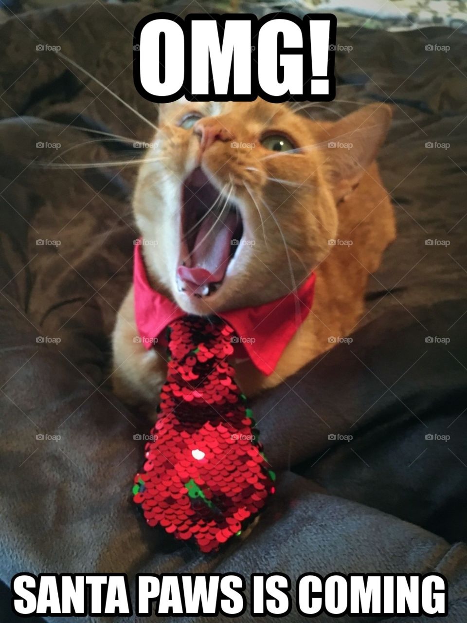 Happy ginger kitty dressed up for Christmas 🎄