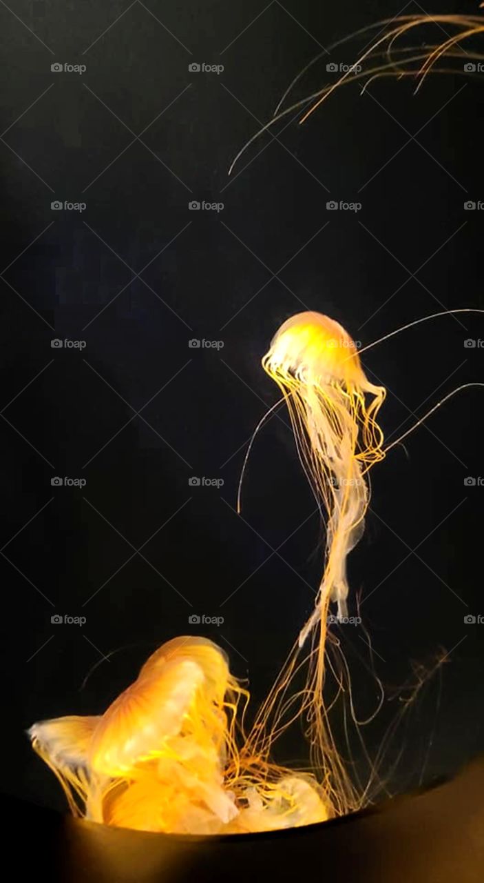 Jellyfish at the Aquarium