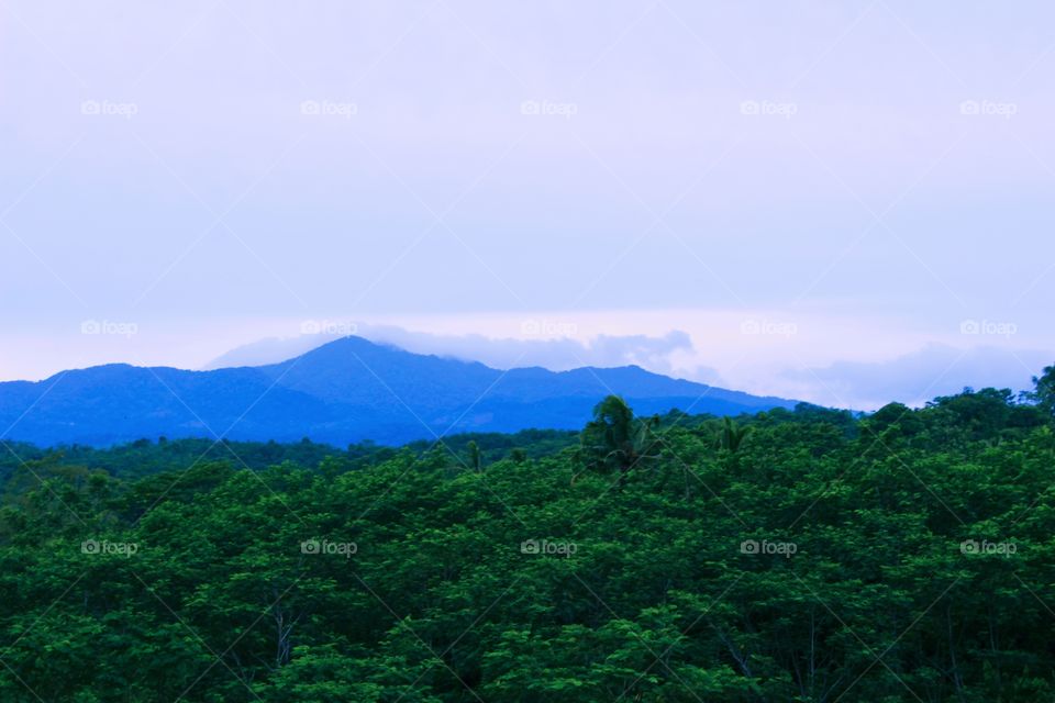 The forest is located on the hillside of a mountain because the dense and fertile hillside is not clearly visible because it is covered by trees with fertile leaves