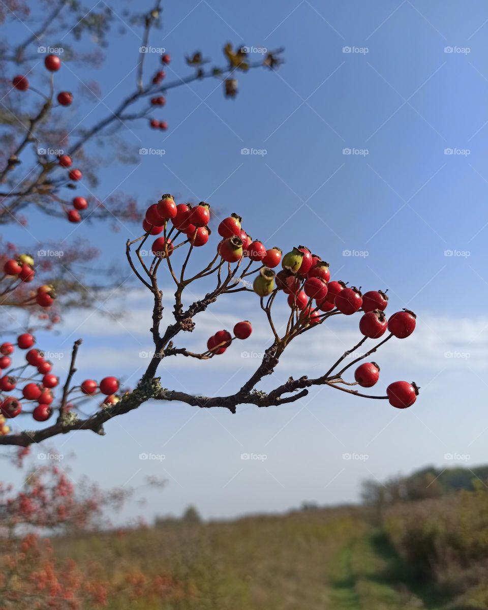 Hawthorn. Berries. Hawthorn berries. Fall. Autumn