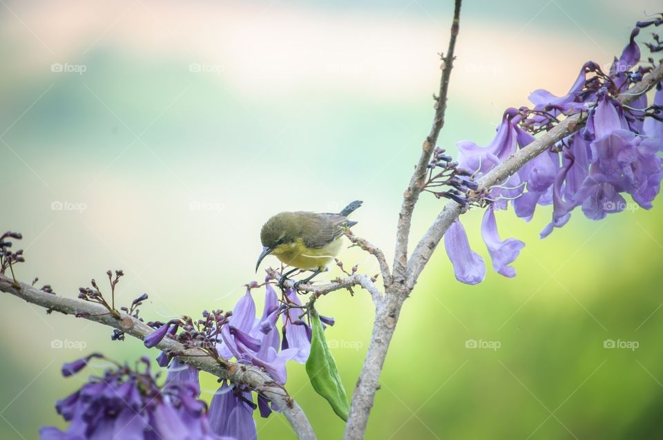 Little bird with purple flowers in the morning at Wang Namkiew, Nakhonratchasima, Thailand.