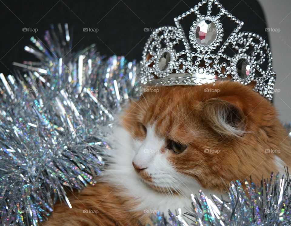 cat pet and crown king Christmas holiday