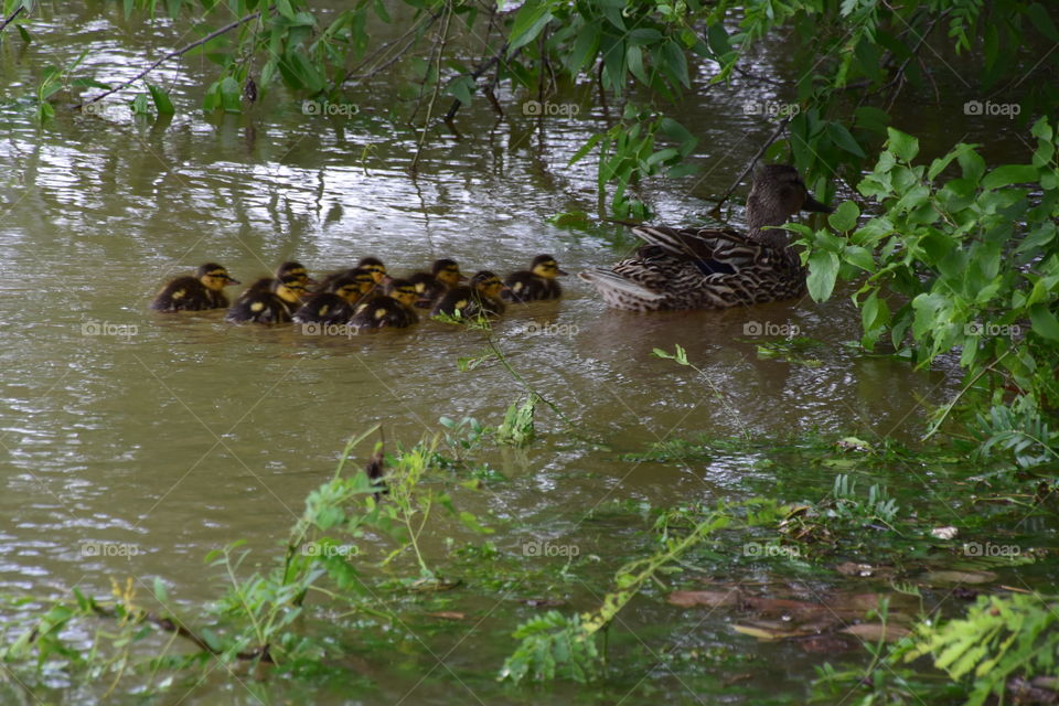 Them are ducks. Yep them are