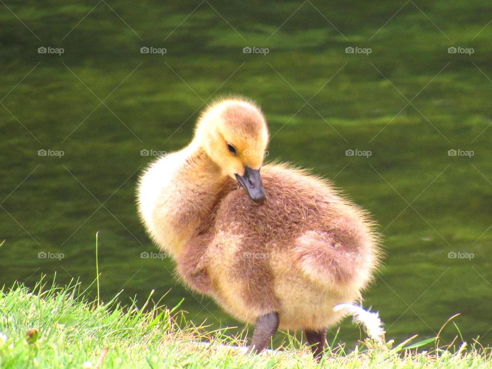 gosling