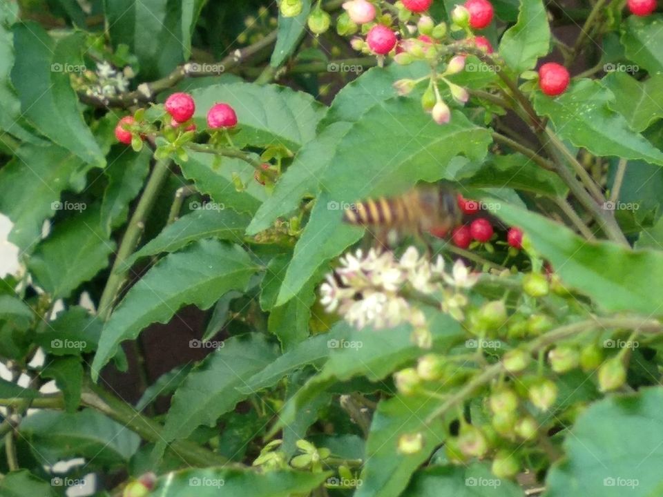 A Bee In The Berries