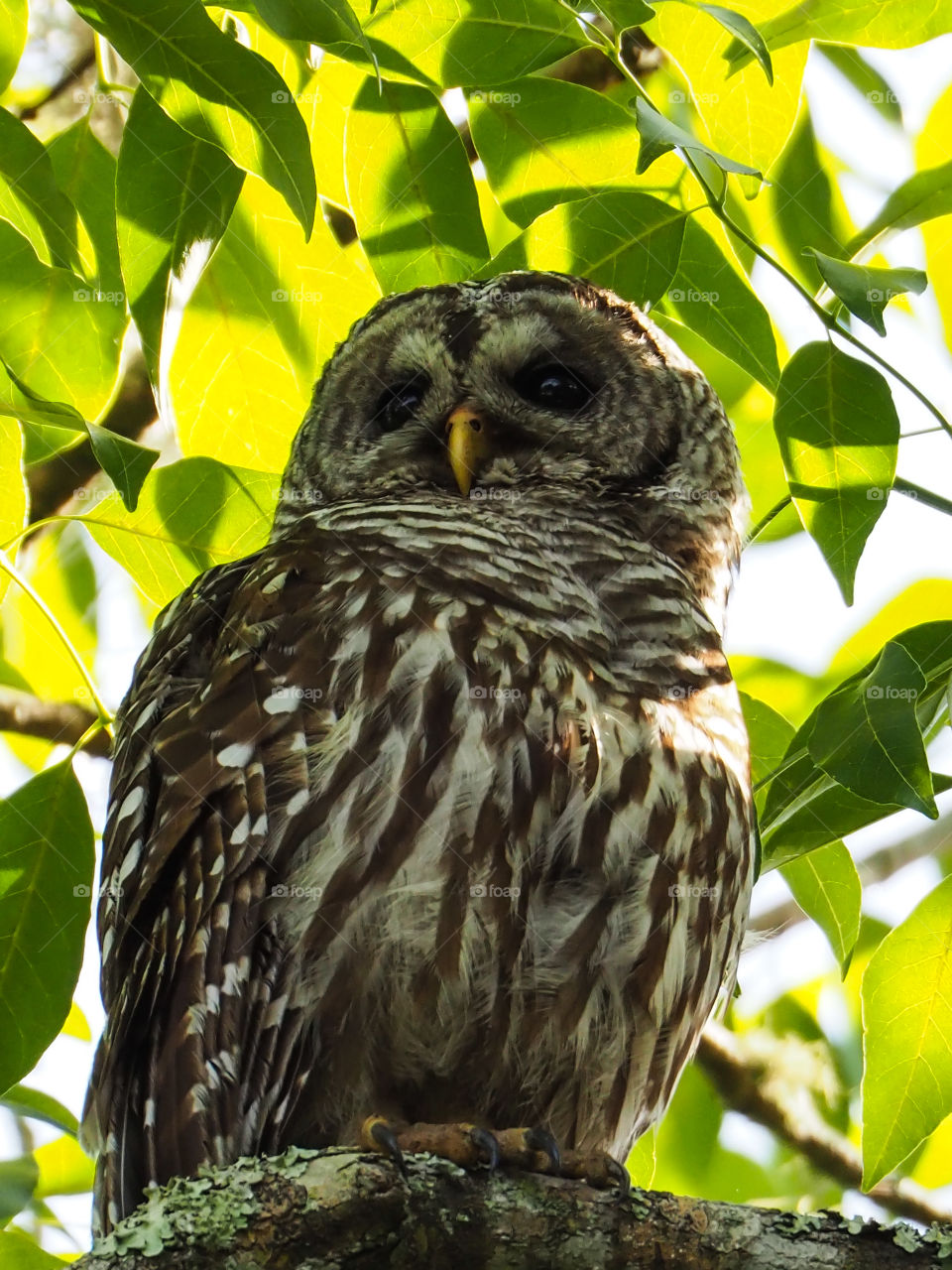 Barred Owl on a branch