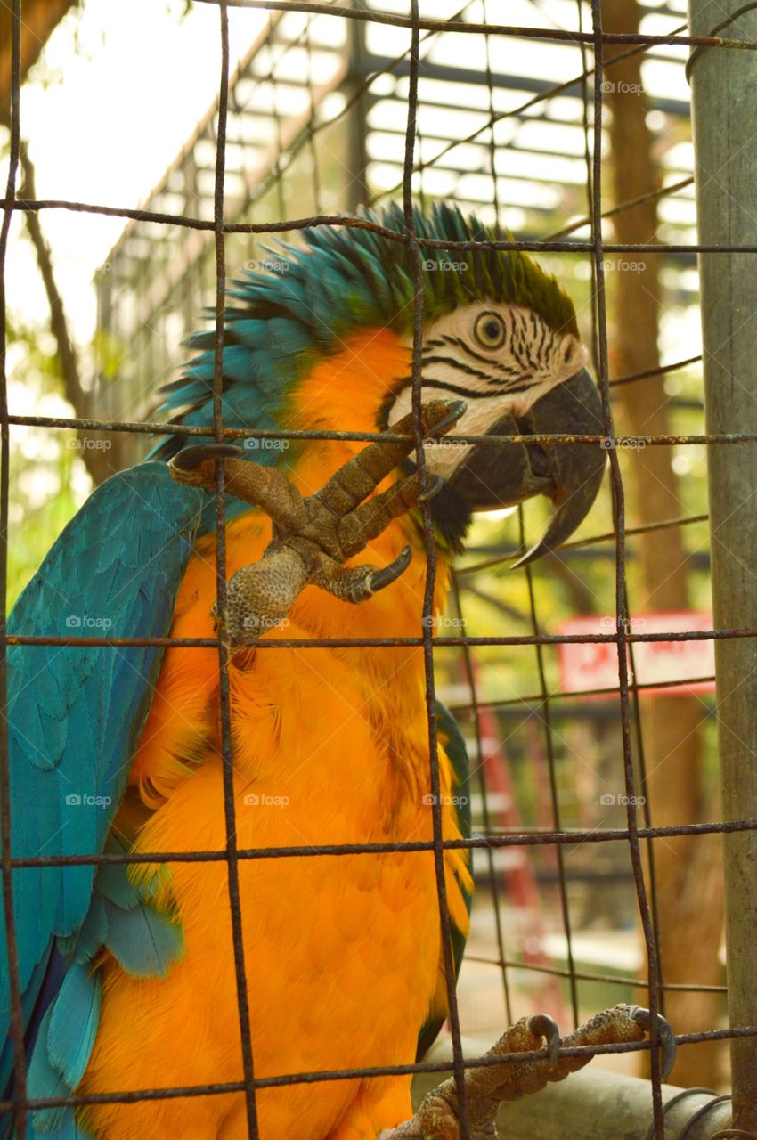 Macaw