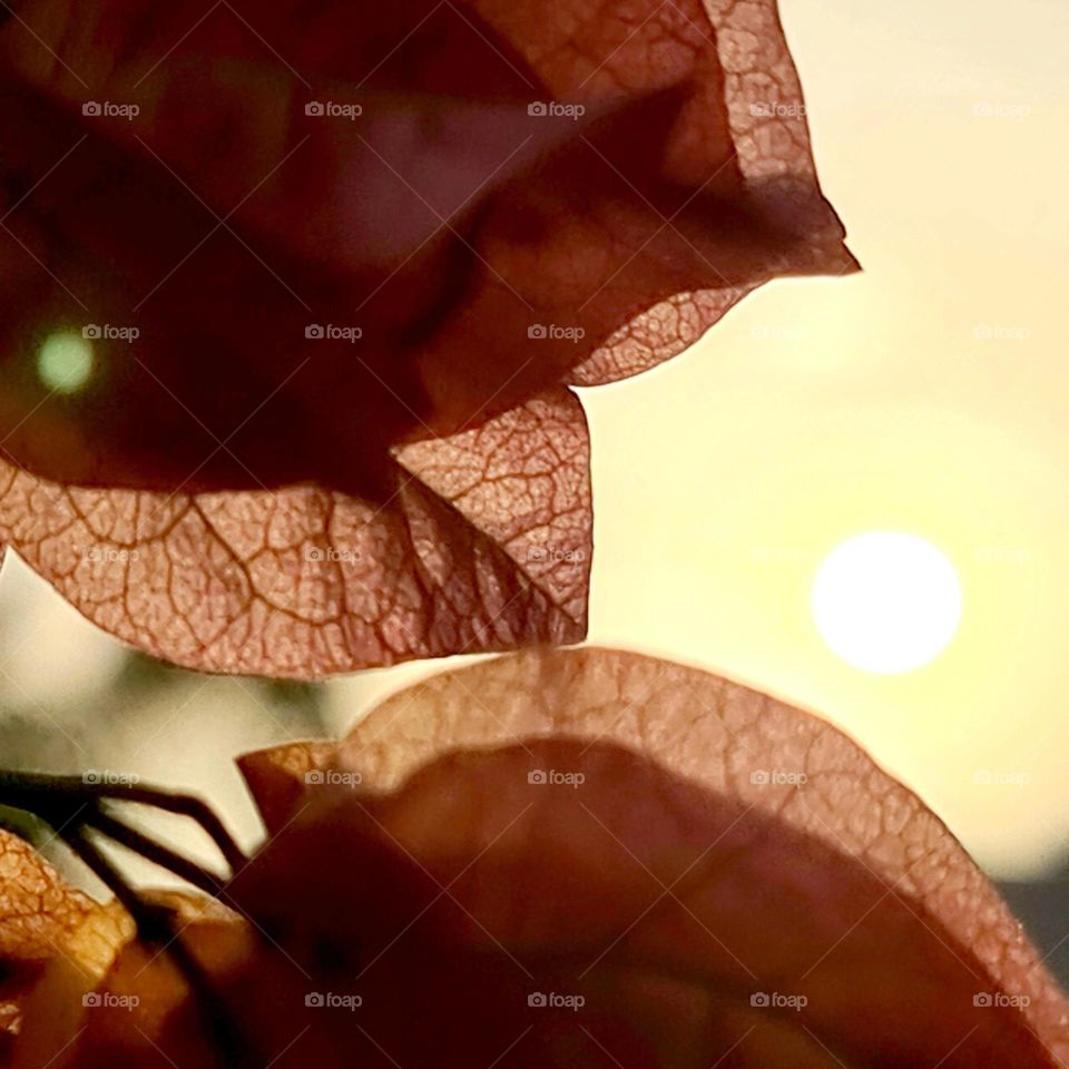 Sunrise through flowers