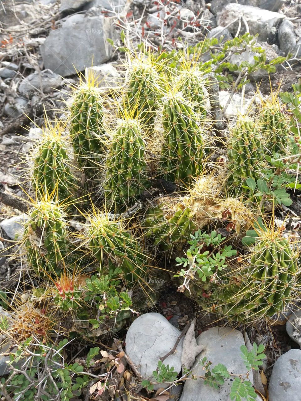 cactus family