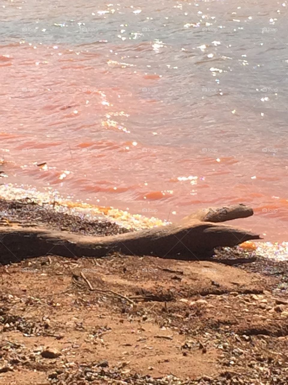 Driftwood at West Point