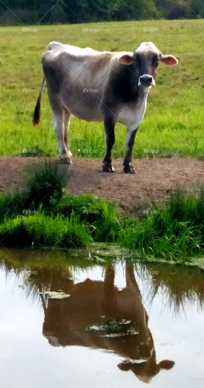 Cow reflecting in water