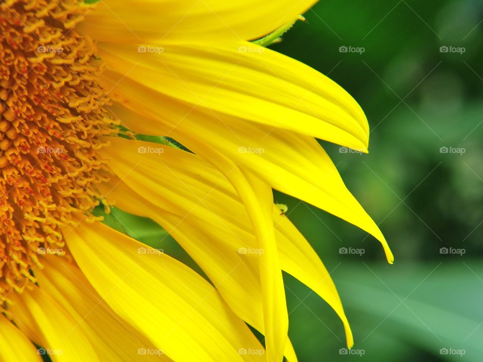 Close up of sunflower