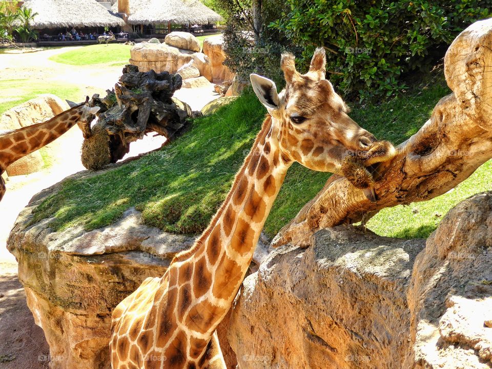 Giraffes at zoo