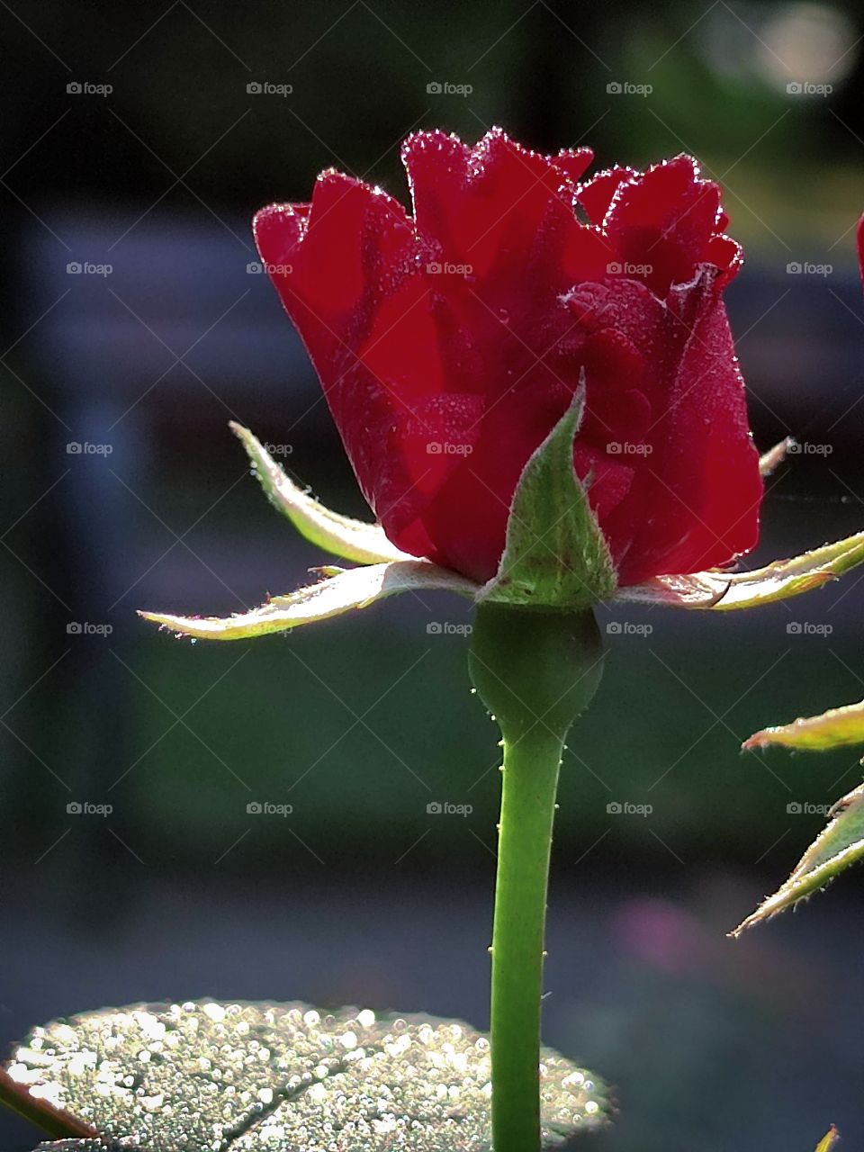 red rose bud with dew drops