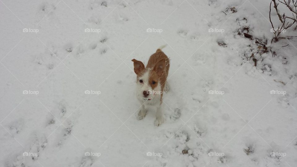 Puppies first snowfall