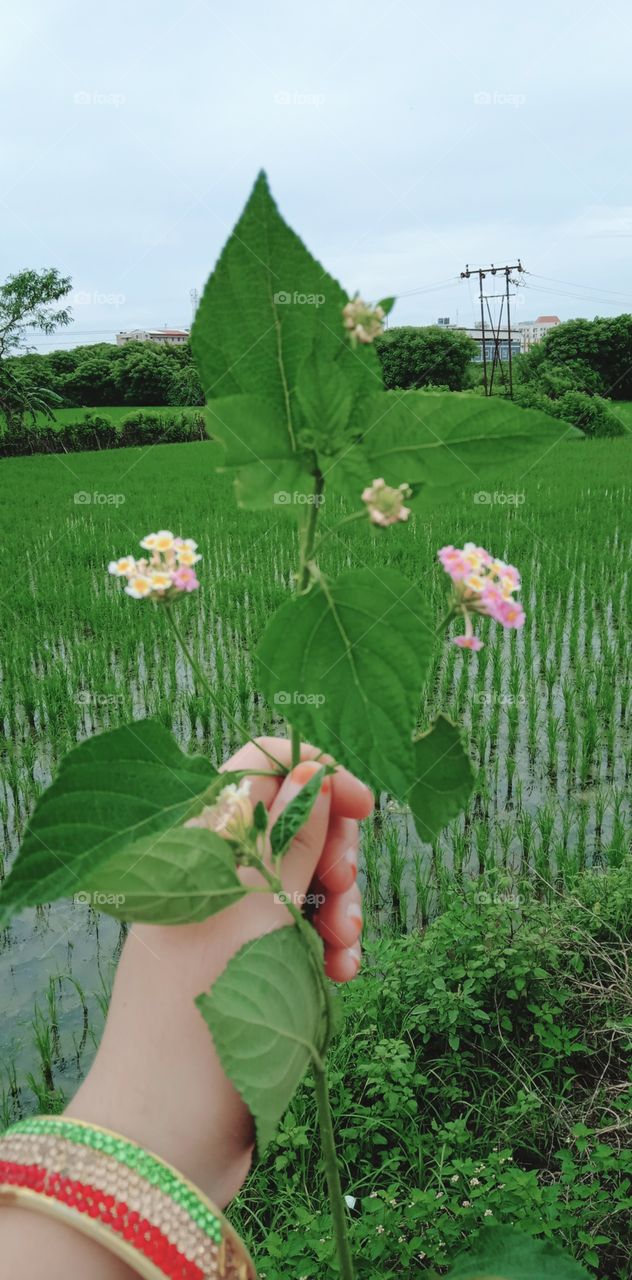 Nature of village power