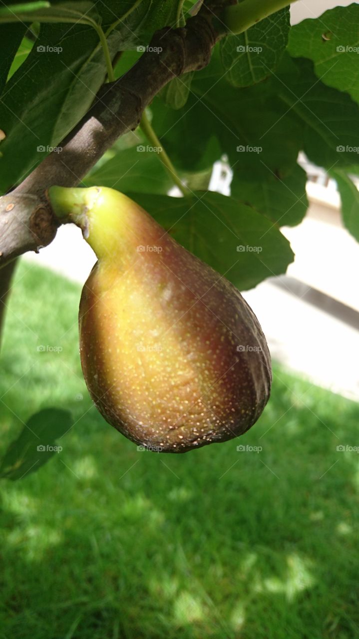 Figs ripe for the pickin'