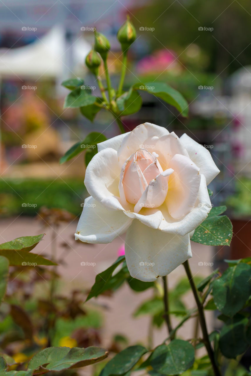 White rose in the garden