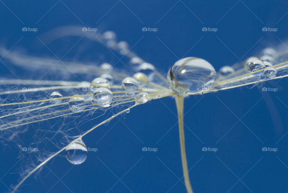 water drops on a dandelion clock.  macro shot,  amazing background.