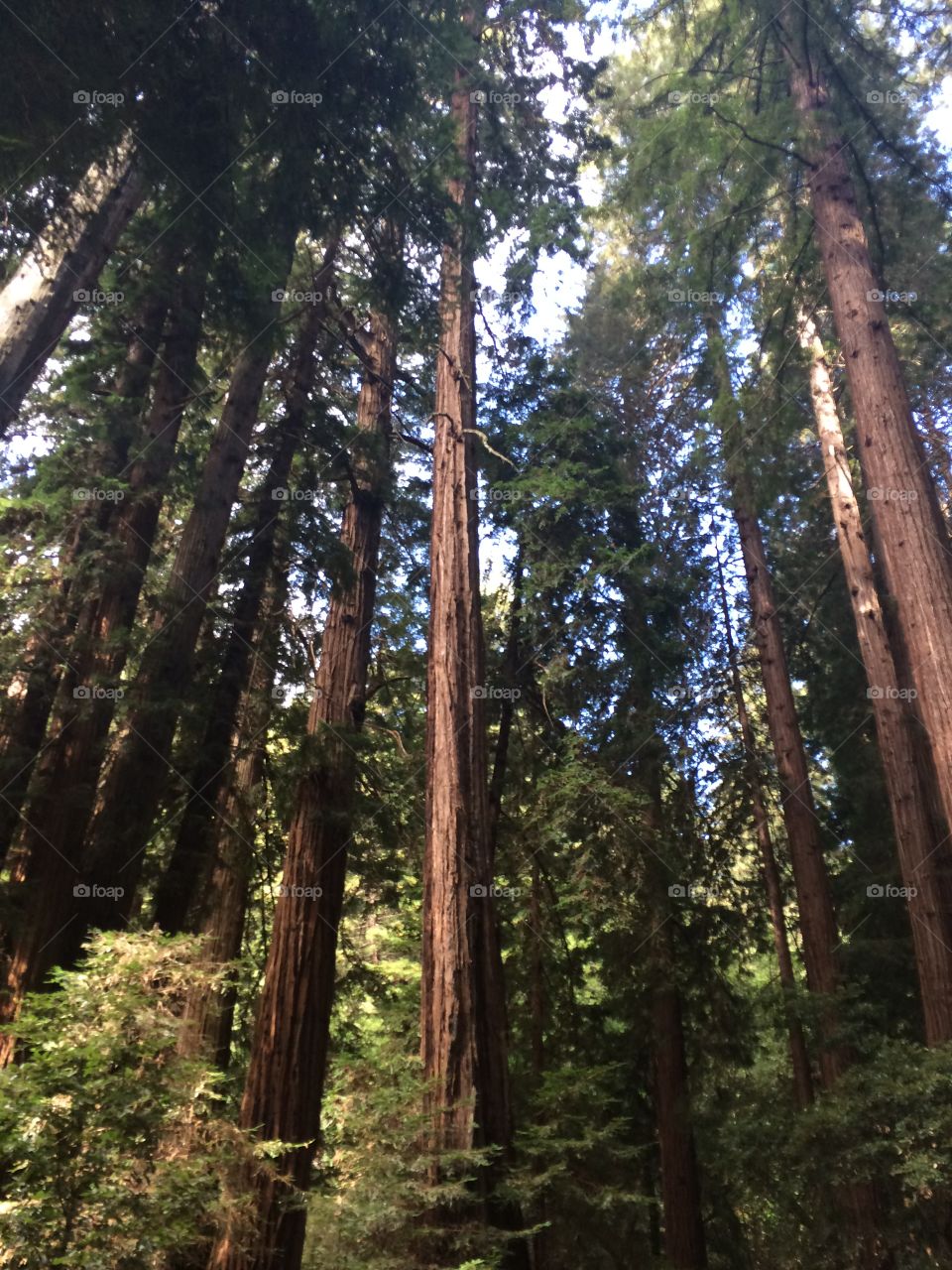Sequoia forest in California 