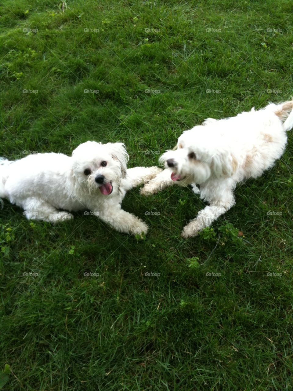Fluffy Buddies. Cooper and his pal enjoying a play date 