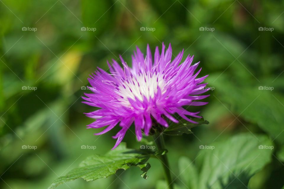 Garden purple and white aster flower 