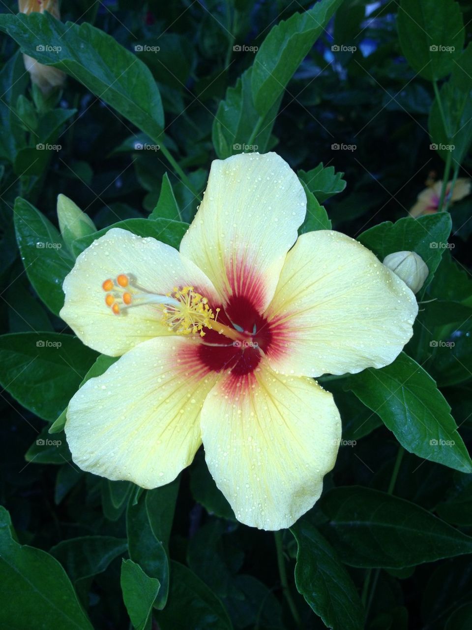 Hibiscus