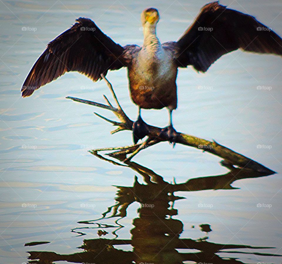 Double Crested Comorant