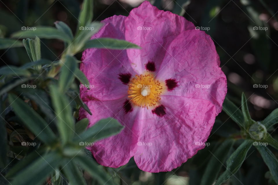 Grey Leaved Cistus 
Cistus Albidus L.
Springs 
California Flower