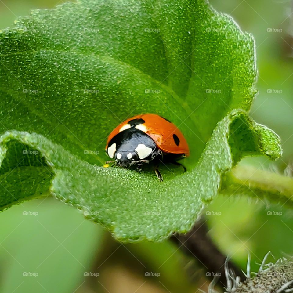 A macro of a ladybug tucked away in taco shaped fuzzy green leaf.
