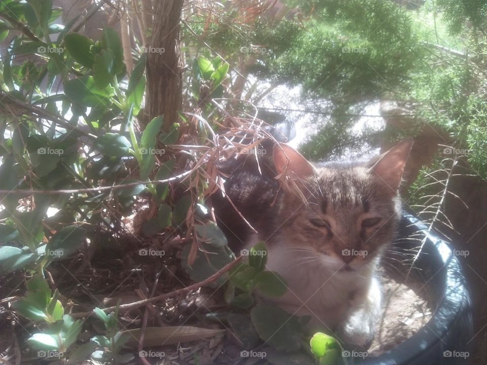 Beautiful cat between plants looking at camera.