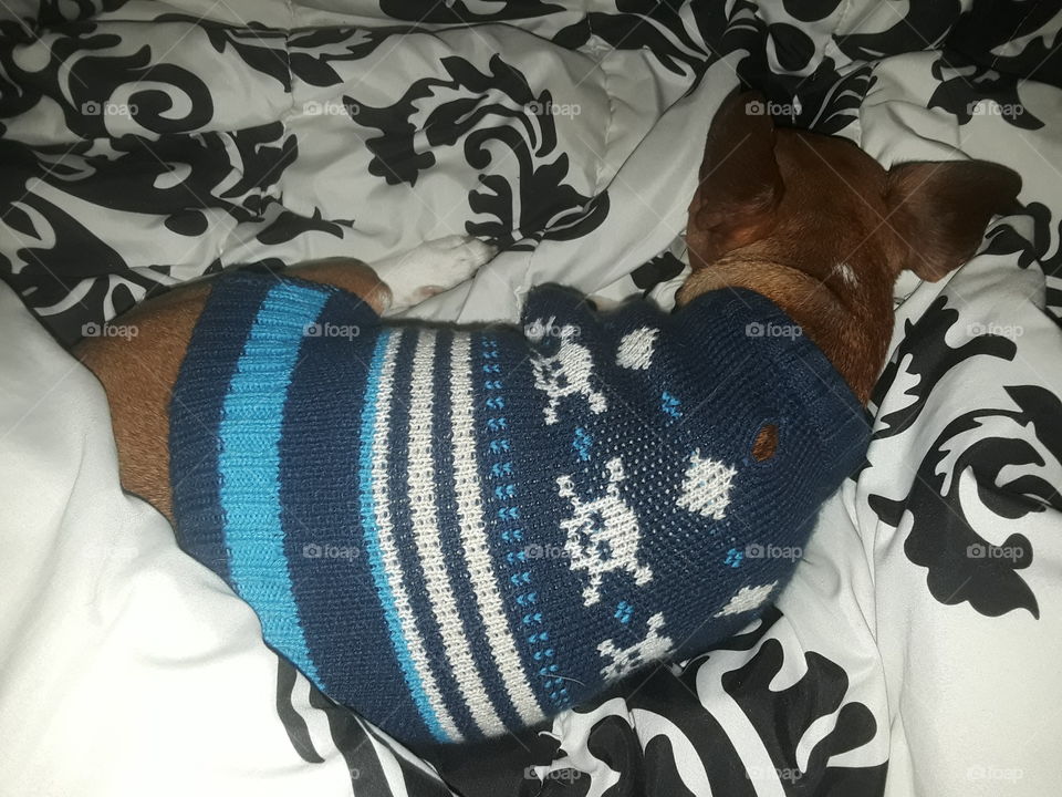 sleeping sweater puppy
