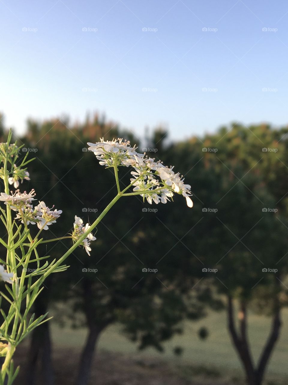 Light wild flowers upon pines in background 