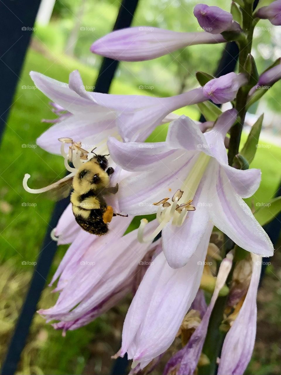 Don’t worry bee hosta flower petals summer backyard gardening neighborhood landscaping nature wildlife shade plants bumble bee vacation