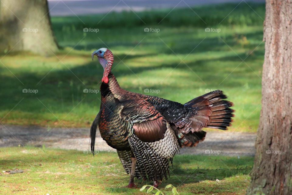 Wild turkey in northern Ohio, USA