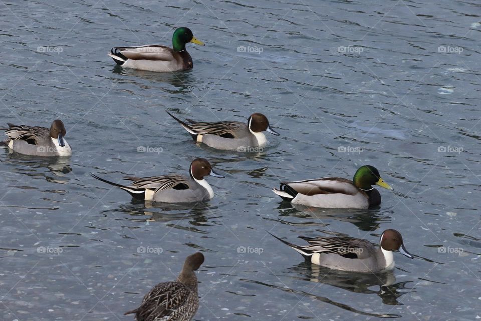 Ducks swimming 