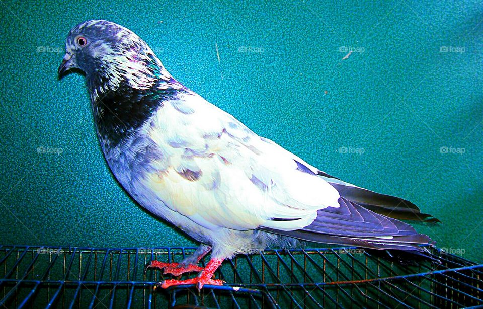 One Pigeon Bird