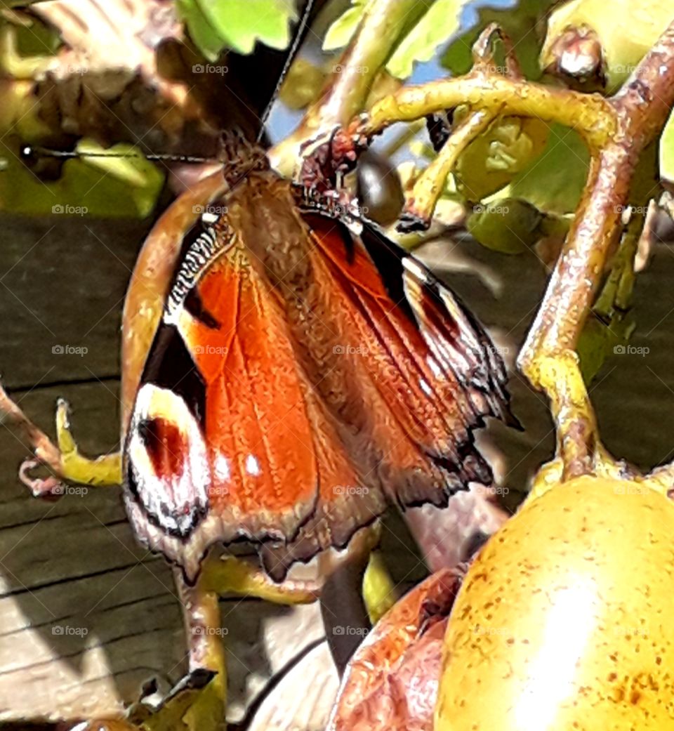 butterfly on  vine with wings half unfold